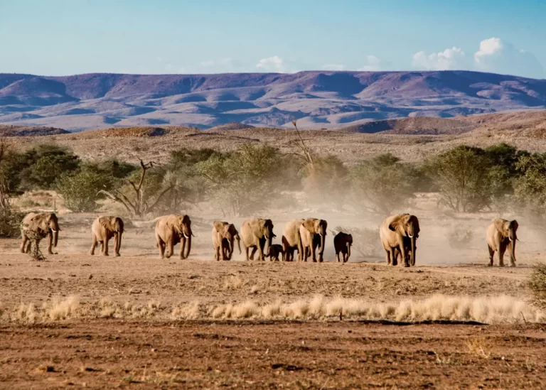 Desert-adapted elephants in Damaraland